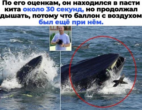 Как правило, горбатые киты не агрессивны. 01