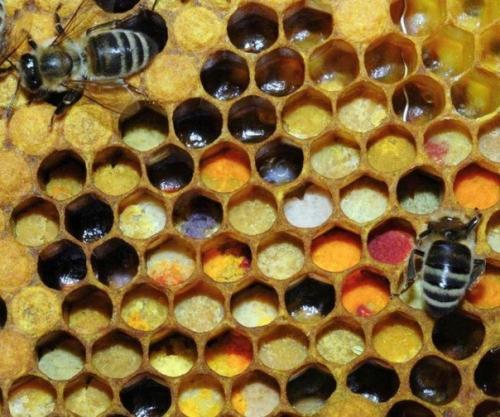 Пчелы могут производить цветной мед. 03