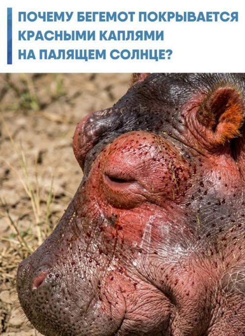 Когда бегемот выбирается из воды под африканское солнце, его тело стремительно меняет цвет.  