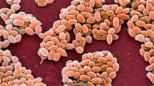 В земных ледниках просыпаются опасные болезни. 03 В земных ледниках просыпаются опасные болезни. 03