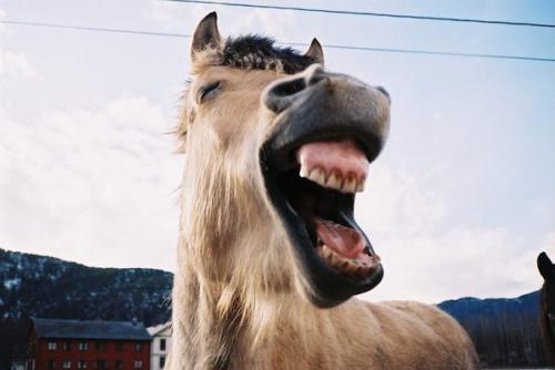 Как смех на наш организм влияет? Как смех на наш организм влияет?