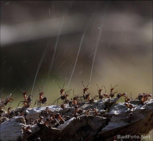 Оборона муравейника (Re. 02