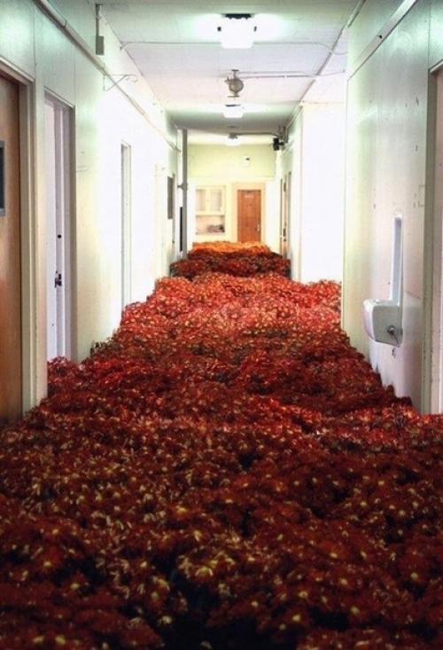 Около 30 тысячи цветов растут в заброшенной психиатрической больнице. 04