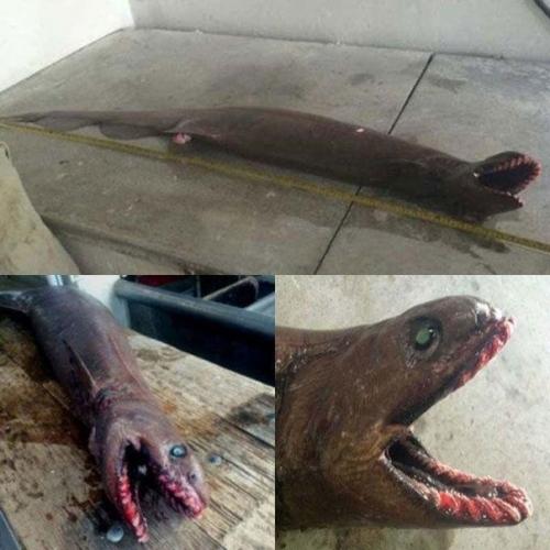 Так выглядит редкая плaщеносная акулa. 02