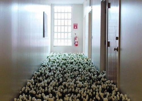 Около 30 тысячи цветов растут в заброшенной психиатрической больнице. 07