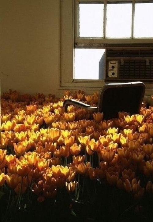 Около 30 тысячи цветов растут в заброшенной психиатрической больнице. 05