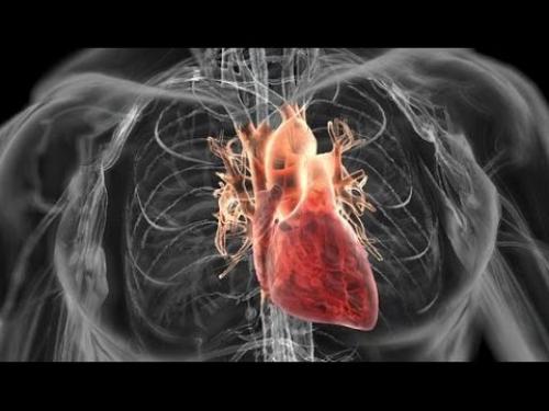 Эксперимент.  Сейчас катетеризация сердца- обычная медицинская процедура, которая применяется для диагностики сердечных болезней.