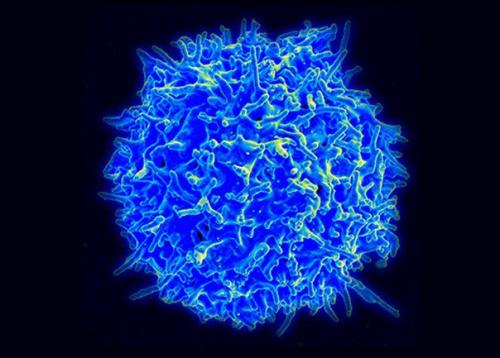 Испытания перспективной терапии рака приостановили после смерти трех пациентов.