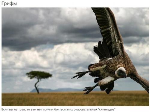 10 абсолютно безвредных животных, которых люди бояться до смерти. 04