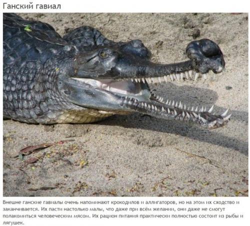 10 абсолютно безвредных животных, которых люди бояться до смерти. 07