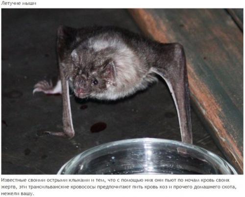 10 абсолютно безвредных животных, которых люди бояться до смерти. 03