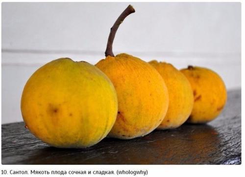 10 самых экзотических фруктов, которые должен попробовать каждый. 09