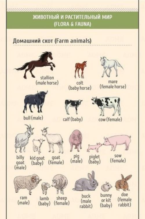 Английский - это просто. 06