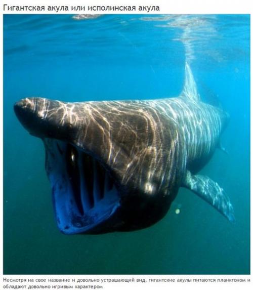 10 абсолютно безвредных животных, которых люди бояться до смерти. 09