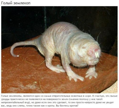 10 абсолютно безвредных животных, которых люди бояться до смерти. 01