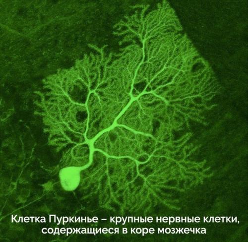 Пocт любования чудесами технологий микроскопического исследования окружающего мира. 02