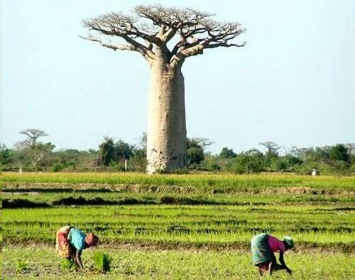 Баобаб - дерево жизни африканцев. 03