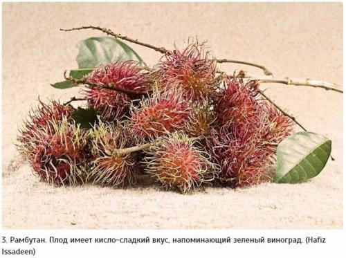10 самых экзотических фруктов, которые должен попробовать каждый. 02