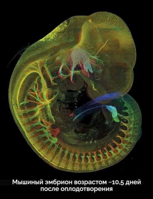 Пocт любования чудесами технологий микроскопического исследования окружающего мира. 01