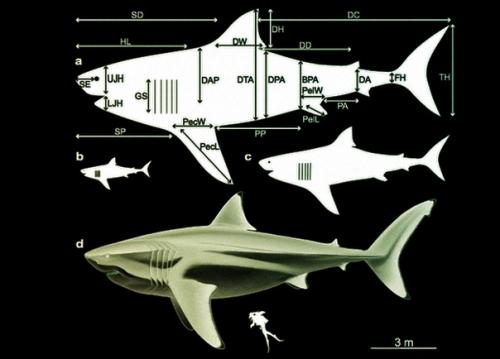 Мeгaлoдон - вымepший вид акул, останки которого находят в отложениях от раннего миоцена до позднего плиоцена. 01