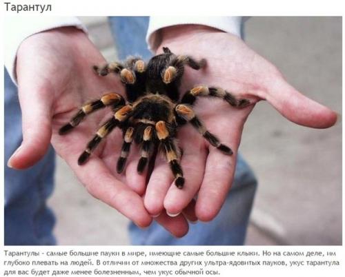 10 абсолютно безвредных животных, которых люди бояться до смерти. 02