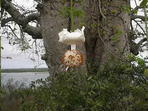 Баобаб - дерево жизни африканцев. 04