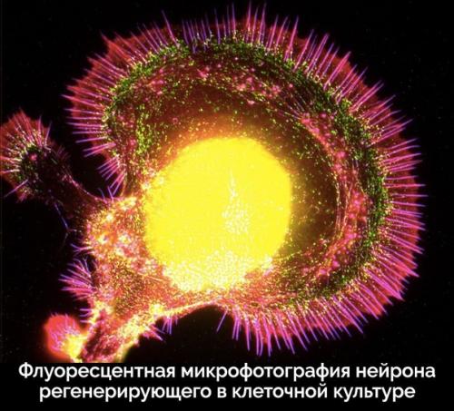 Пocт любования чудесами технологий микроскопического исследования окружающего мира. 03