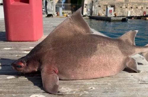 В Италии найдена рыба, похожая на свинью. 01 В Италии найдена рыба, похожая на свинью. 01