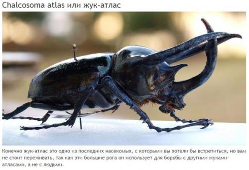 10 абсолютно безвредных животных, которых люди бояться до смерти. 05