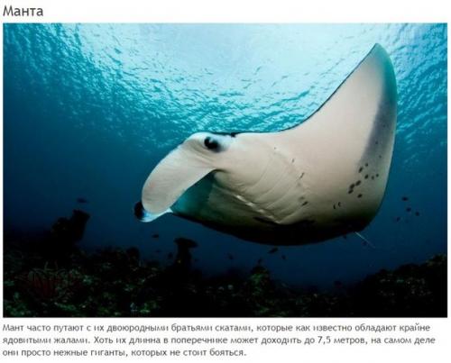 10 абсолютно безвредных животных, которых люди бояться до смерти. 08