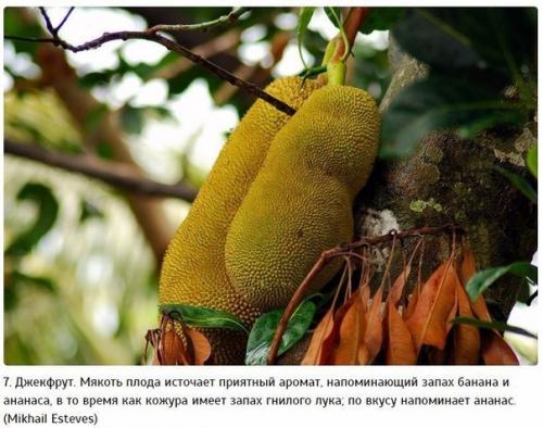 10 самых экзотических фруктов, которые должен попробовать каждый. 06