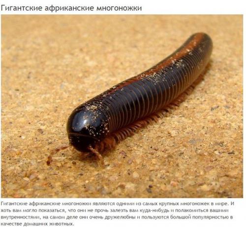 10 абсолютно безвредных животных, которых люди бояться до смерти. 06