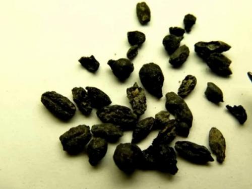 Древние мусорки византии Рассказали археологам шокирующие факты о гибели империи. 03