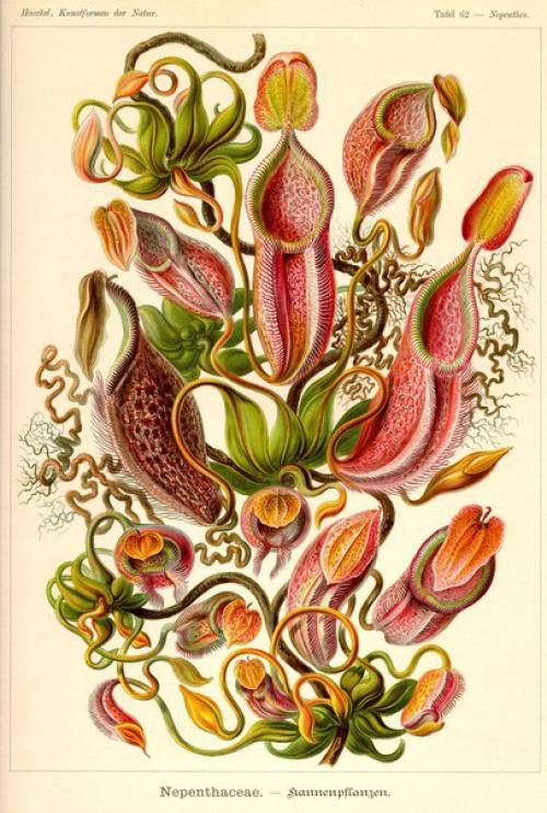 Более ста лет назад жил Эрнст Геккель, немецкий естествоиспытатель и философ. 03