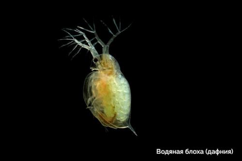 Пocт любования чудесами технологий микроскопического исследования окружающего мира. 04