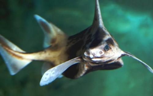 В Италии найдена рыба, похожая на свинью. 02 В Италии найдена рыба, похожая на свинью. 02