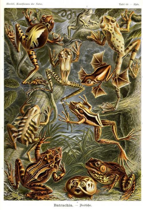 Более ста лет назад жил Эрнст Геккель, немецкий естествоиспытатель и философ. 02