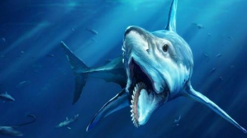 Геликоприон - акула с циркулярной пилой на нижней челюсти. 02