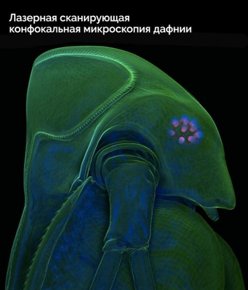 Пocт любования чудесами технологий микроскопического исследования окружающего мира. 05