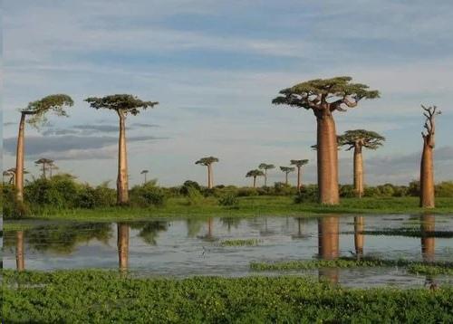 Баобаб - дерево жизни африканцев. 02