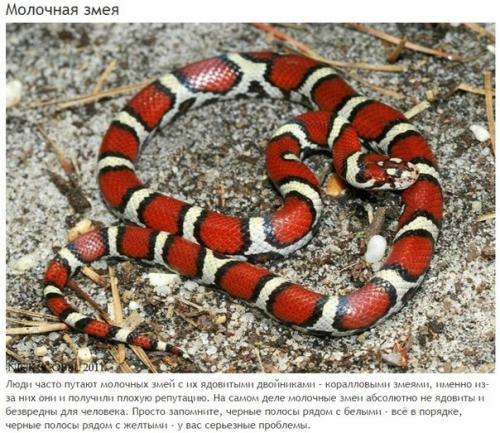 10 абсолютно безвредных животных, которых люди бояться до смерти.