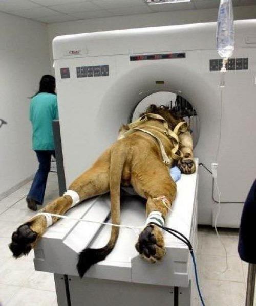 В рунете активно распространяют картинку о том, как якобы снимали легендарную заставку кинокомпании Metro Goldwyn Mayer со Львом. 01