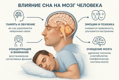 После бессонной ночи мозг медленнее реагирует и хуже запоминает новое. 01 После бессонной ночи мозг медленнее реагирует и хуже запоминает новое. 01