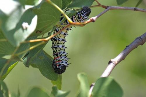 Вы не поверите, но эти 10 насекомых являются съедобными поделитьсярассказать возможно, вы не поверите, но насекомые съедобны. 02 Вы не поверите, но эти 10 насекомых являются съедобными поделитьсярассказать возможно, вы не поверите, но насекомые съедобны. 02