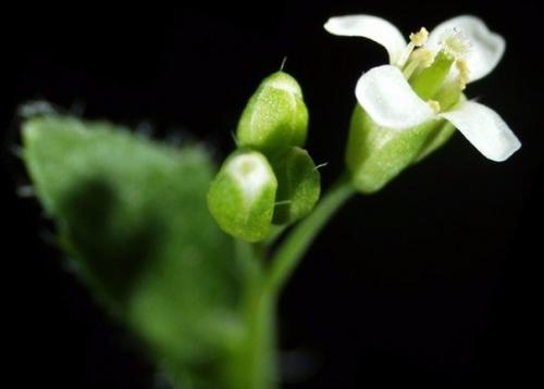 Биологи нашли устойчивое к тринитротолуолу растение - мутант.

