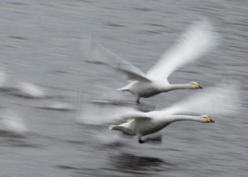 Лебеди ученых на создание стабилизатора камеры вдохновили.