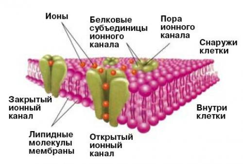 Между ядом и лекарством. 01 Между ядом и лекарством. 01