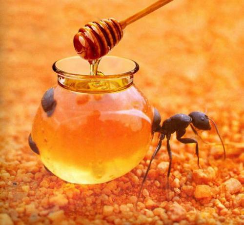 Вы не поверите, но эти 10 насекомых являются съедобными поделитьсярассказать возможно, вы не поверите, но насекомые съедобны. 08 Вы не поверите, но эти 10 насекомых являются съедобными поделитьсярассказать возможно, вы не поверите, но насекомые съедобны. 08