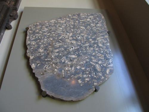 Некоторые экспонаты музея естествознания в вене (Австрия. 05