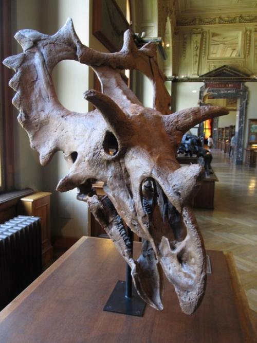 Некоторые экспонаты музея естествознания в вене (Австрия. 06